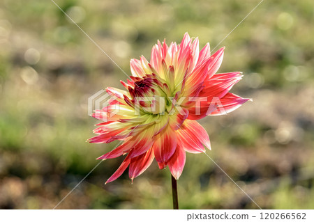 秋天的仙女大麗花在早晨的陽光下精力充沛地綻放 120266562