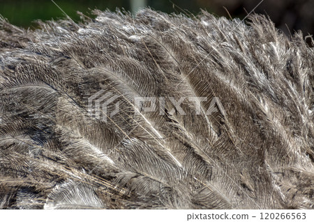 Feathers of the world's largest bird, the ostrich [Background material] 120266563