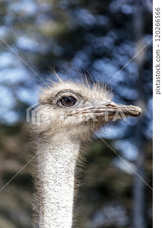 The ostrich, the world's largest bird, has a dignified and brave face. The ostrich, the world's largest bird, has a dignified and brave face. 120266566