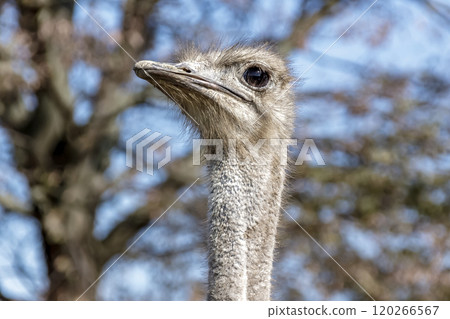 The ostrich, the world's largest bird, has a dignified and brave face. 120266567