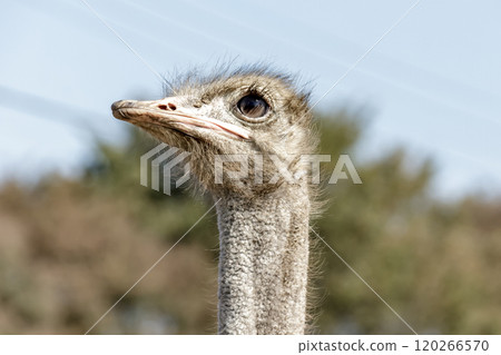 世界上最大的鳥有一張勇敢而威嚴的鴕鳥臉。 120266570