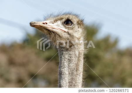 世界上最大的鳥有一張勇敢而威嚴的鴕鳥臉。 120266571