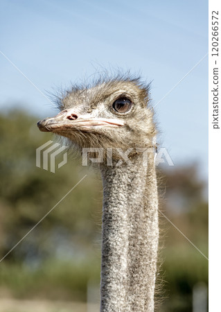 世界上最大的鳥有一張勇敢而威嚴的鴕鳥臉。 120266572
