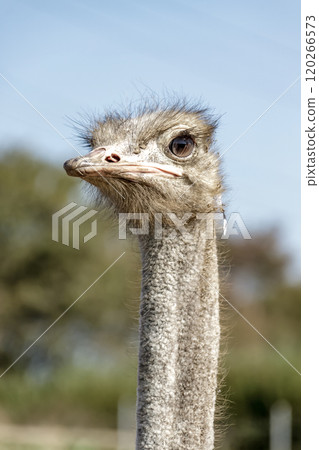 The ostrich, the world's largest bird, has a dignified and brave face. The ostrich, the world's largest bird, has a dignified and brave face. 120266573