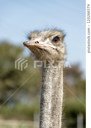 The ostrich, the world's largest bird, has a dignified and brave face. 120266574