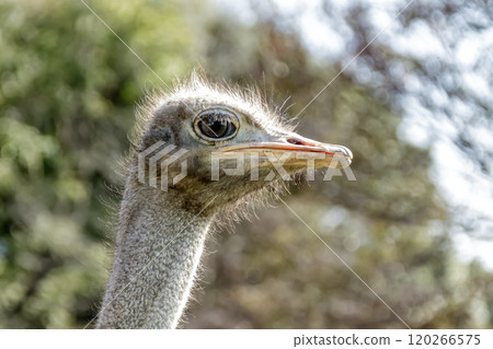 世界上最大的鳥有一張勇敢而威嚴的鴕鳥臉。 120266575
