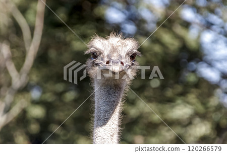 世界上最大的鳥有一張勇敢而威嚴的鴕鳥臉。 120266579