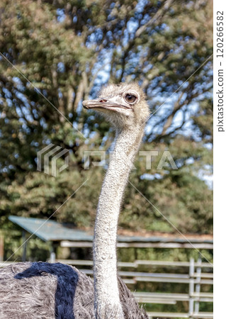 世界上最大的鳥有一張勇敢而威嚴的鴕鳥臉。 120266582