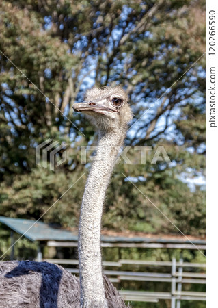 世界上最大的鳥有一張勇敢而威嚴的鴕鳥臉。 120266590