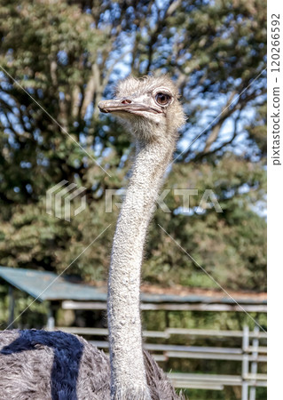 世界上最大的鳥有一張勇敢而威嚴的鴕鳥臉。 世界上最大的鳥有一張勇敢而威嚴的鴕鳥臉。 120266592