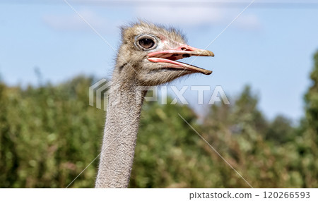 世界上最大的鳥有一張勇敢而威嚴的鴕鳥臉。 120266593