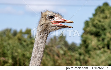 世界上最大的鳥有一張勇敢而威嚴的鴕鳥臉。 120266594