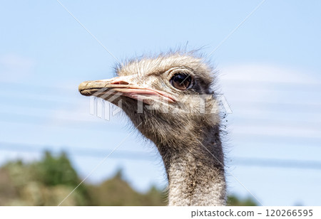 世界上最大的鳥有一張勇敢而威嚴的鴕鳥臉。 120266595
