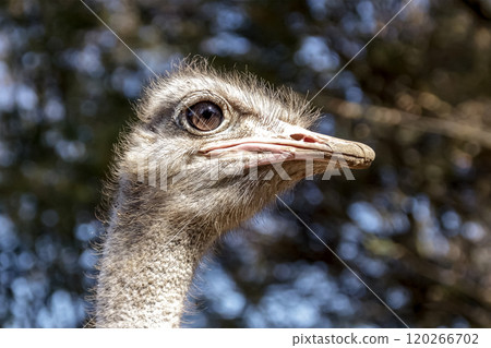 世界上最大的鳥有一張勇敢而威嚴的鴕鳥臉。 120266702