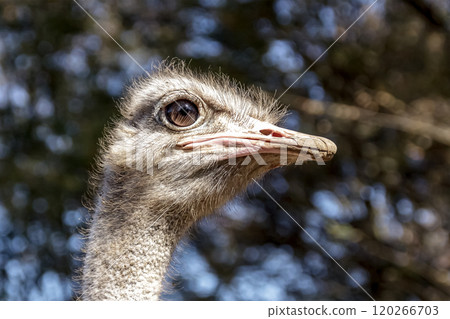 世界上最大的鳥有一張勇敢而威嚴的鴕鳥臉。 120266703