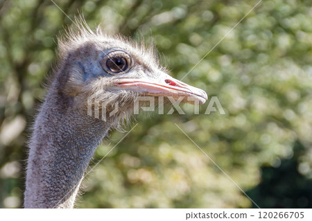 The ostrich, the world's largest bird, has a dignified and brave face. The ostrich, the world's largest bird, has a dignified and brave face. 120266705