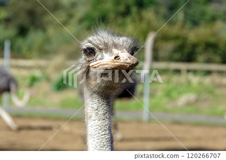 世界上最大的鳥有一張勇敢而威嚴的鴕鳥臉。 120266707