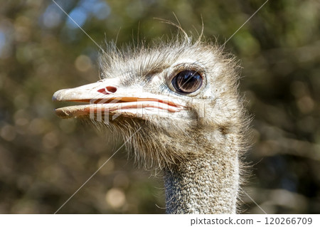 世界上最大的鳥有一張勇敢而威嚴的鴕鳥臉。 120266709