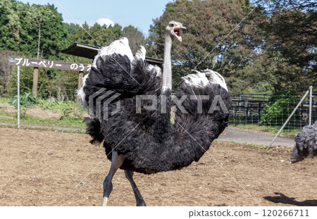鴕鳥是世界上最大的鳥，它的心形羽毛看起來很生氣 120266711