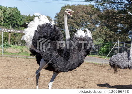 The world's largest bird, the ostrich, poses angrily with its feathers shaped like a heart 120266728