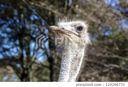 世界上最大的鳥有一張勇敢而威嚴的鴕鳥臉。 120266731