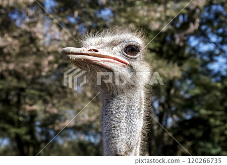 世界上最大的鳥有一張勇敢而威嚴的鴕鳥臉。 120266735