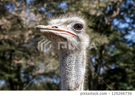 世界上最大的鳥有一張勇敢而威嚴的鴕鳥臉。 120266736