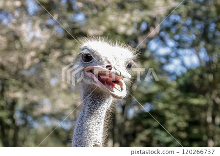 The ostrich, the world's largest bird, has a dignified and brave face. 120266737