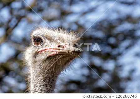 鴕鳥是世界上最大的鳥，它的心形羽毛看起來很生氣 120266740