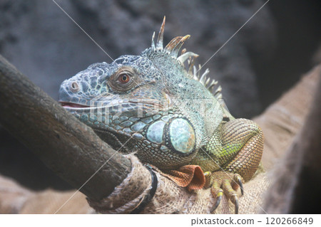 鬣蜥看起來像恐龍 120266849