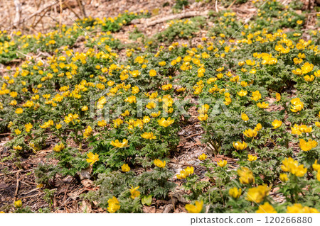 A cluster of Adonis flowers along a walking trail in Toyako Town, Hokkaido, heralding the arrival of spring [March] 120266880