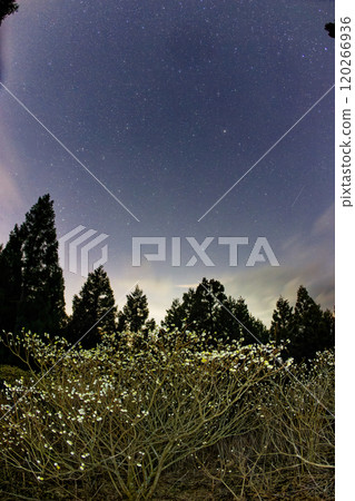 Mitsumata colonies and starry sky at night on Mt. Mitsuba in Tanzawa Mitsumata colonies and starry sky at night on Mt. Mitsuba in Tanzawa 120266936