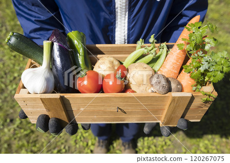 Women with harvested vegetables Women with harvested vegetables 120267075
