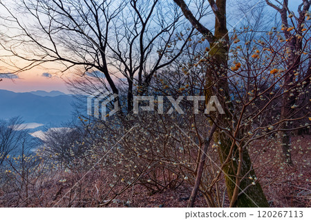 A view of the Mitsumata colony on Mt. Mitsuba in Tanzawa and Lake Tanzawa at dawn 120267113