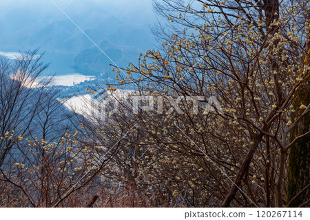 A view of the Mitsumata colony on Mt. Mitsuba in Tanzawa and Lake Tanzawa at dawn 120267114
