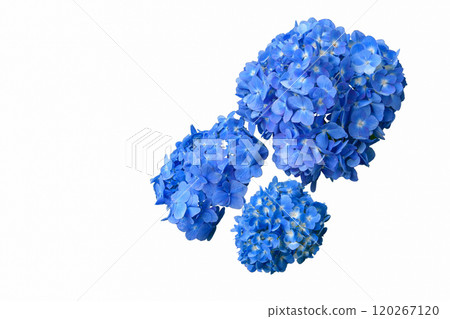 白色背景上的藍色繡球花材料 120267120