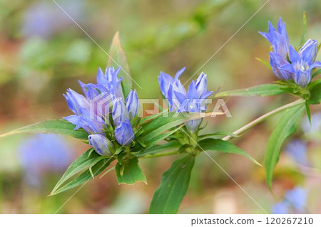 Gentian 120267210