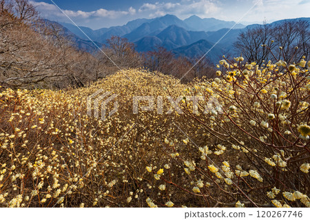 Mitsumata colonies on the ridgeline of Asase Gongen in Nishitanzawa and the mountain range in the direction of Hinokihoramaru Mitsumata colonies on the ridgeline of Asase Gongen in Nishitanzawa and the mountain range in the direction of Hinokihoramaru 120267746