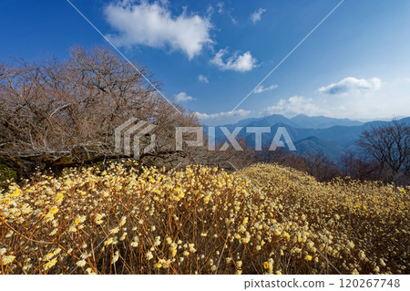 Mitsumata colonies on the ridgeline of Asase Gongen in Nishitanzawa and the mountain range in the direction of Hinokihoramaru 120267748