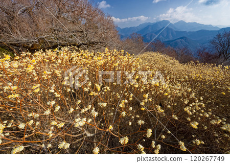 Mitsumata colonies on the ridgeline of Asase Gongen in Nishitanzawa and the mountain range in the direction of Hinokihoramaru 120267749