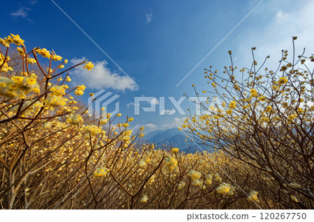 Mitsumata colonies on the ridgeline of Asase Gongen in Nishitanzawa and the mountain range in the direction of Hinokihoramaru 120267750
