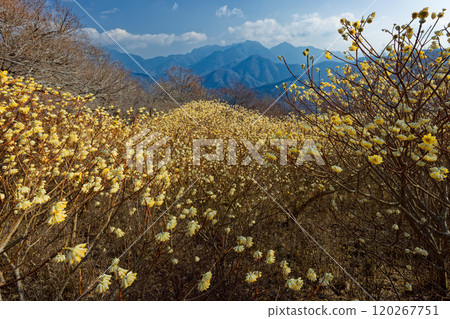 Mitsumata colonies on the ridgeline of Asase Gongen in Nishitanzawa and the mountain range in the direction of Hinokihoramaru Mitsumata colonies on the ridgeline of Asase Gongen in Nishitanzawa and the mountain range in the direction of Hinokihoramaru 120267751
