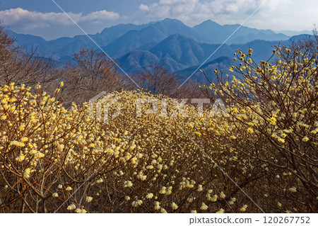 Mitsumata colonies on the ridgeline of Asase Gongen in Nishitanzawa and the mountain range in the direction of Hinokihoramaru Mitsumata colonies on the ridgeline of Asase Gongen in Nishitanzawa and the mountain range in the direction of Hinokihoramaru 120267752