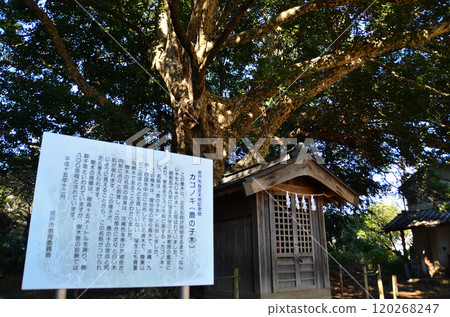 埼玉縣坂戶市多和目的能量景點多和目天神神社 埼玉縣坂戶市多和目的能量景點多和目天神神社 120268247