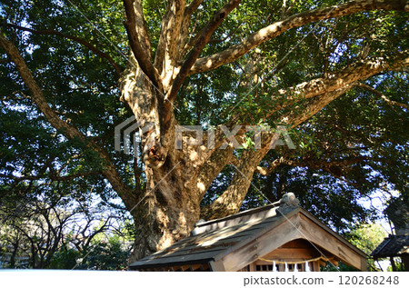埼玉縣坂戶市多和目的能量景點多和目天神神社 埼玉縣坂戶市多和目的能量景點多和目天神神社 120268248