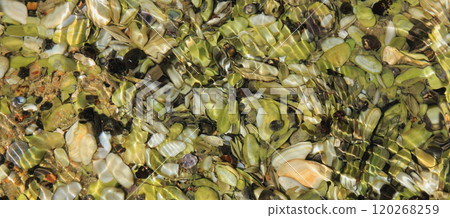 Sea shells photographed in the Awaroa Bay, New Zealand Sea shells photographed in the Awaroa Bay, New Zealand 120268259