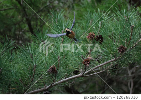 鸚鵡飛行時的絢麗形態 鸚鵡飛行時的絢麗形態 120268310