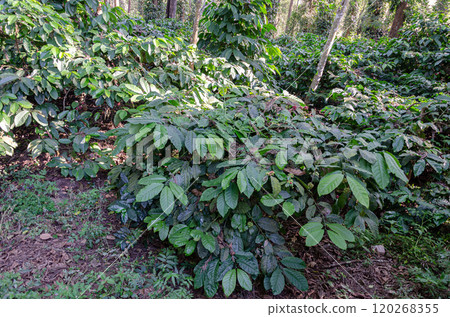 Coffee beans on a plant Coffee beans on a plant 120268355
