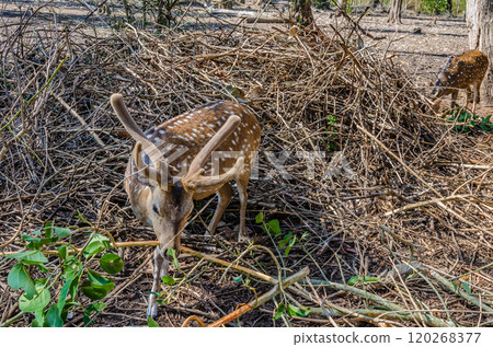Deers in  Nisargadhama forest park at Kushalnagar, India 120268377