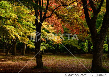 青森縣黑石市秋天的中野紅葉山、紅葉清爽的楓樹平台 120268604